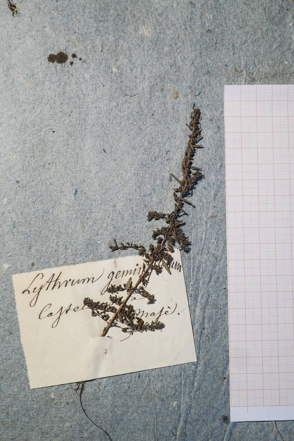 Lythrum thesioides: nuovit� per l''Italia.